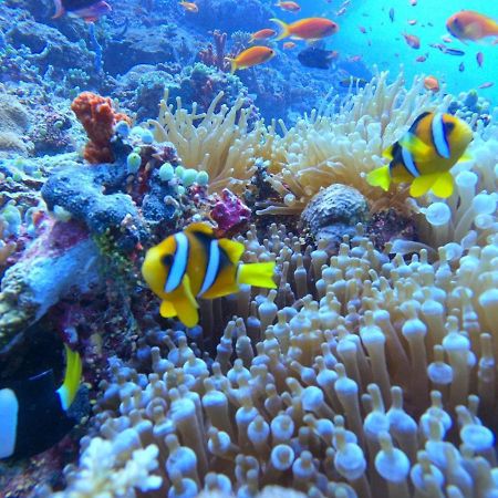 White Coral Rasdhoo Hotel Exterior photo
